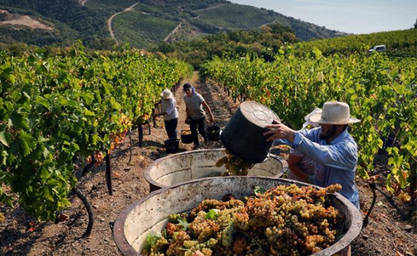 Градус махинаторства: Бутылка за 5 тысяч&nbsp;&mdash; о таких&nbsp;ли крымских винах мечтают россияне