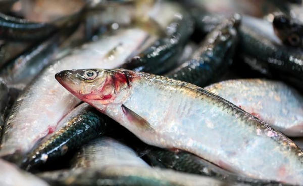 Белорусские рыбаки в ударе: За 2025 год они наловили селедки для России больше всех