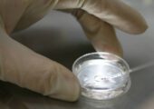 ДНК-экспертиза указала на испанского дворянина как на настоящего отца Христофора Колумба