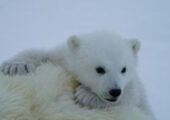 «Роснефть» вносит значительный вклад в изучение и сохранение белого медведя