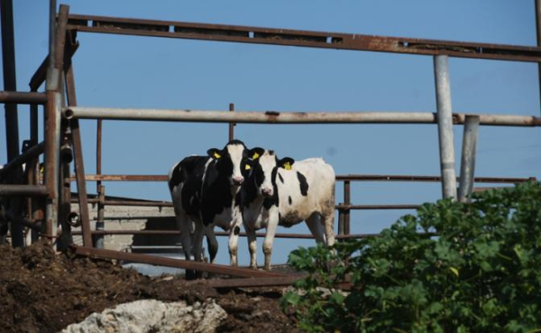 А был&nbsp;ли ящур, неизвестно. Но тысячи разорённых фермеров&nbsp;&mdash; факт