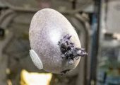 Посеявшее панику на МКС внеземное существо со щупальцами оказалось урожаем астронавта