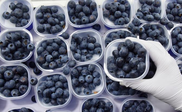 «Золотая» голубика: почему импортные ягоды кусаются в цене и при чем тут Марокко «Золотая» голубика: почему импортные ягоды кусаются в цене и при чем тут Марокко