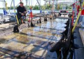 Cтарше Стоунхенджа: археологи раскрыли секреты искусственного острова