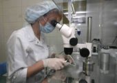 Российские ученые создали прозрачное дерево