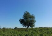 Учёные больше не могут молчать: когда погибнут все растения на планете