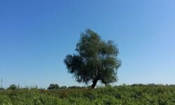 Учёные больше не могут молчать: когда погибнут все растения на планете