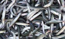 Назван продукт, который повышает работоспособность