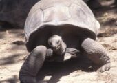 В Манеже покажут снимки редких животных и природных явлений