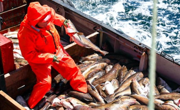 Норвегия «гонит волну» в Баренцевом море: Россия слишком много ест нашей трески Норвегия «гонит волну» в Баренцевом море: Россия слишком много ест нашей трески